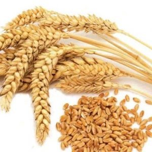 WHEAT SEEDS