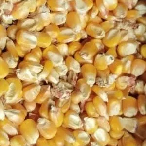 Yellow corn/Maize